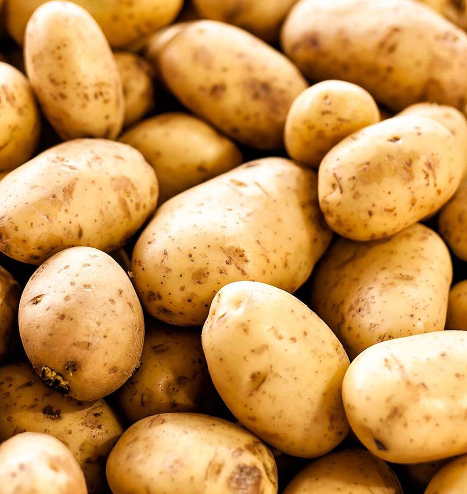 Joti Normal Potato